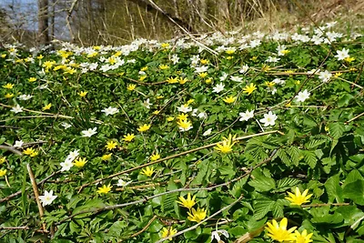 4 Personen vakantie huis in HÄLLEVADSHOLM