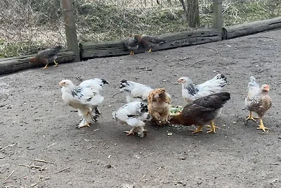 Ferienhaus Erholungsurlaub Carpin