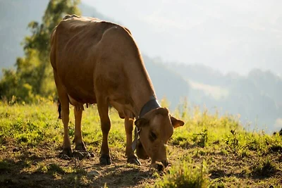 Apartment in Lachat mit direktem Zugang zu de...
