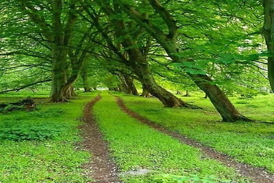 Sonnige Ferienwohnung am Wald / Büdnerreihe