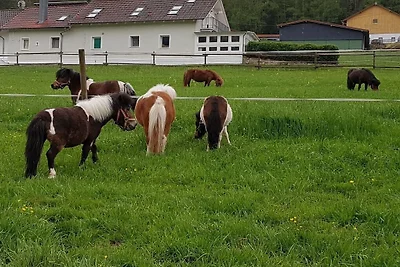 Ferienhaus in Miltach mit Schwimmbecken