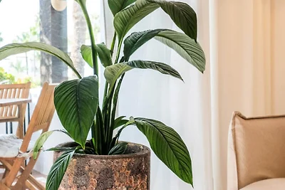 Wohnungen in Estepona