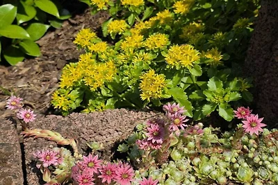 Ferienhaus Korn am Bärensteig