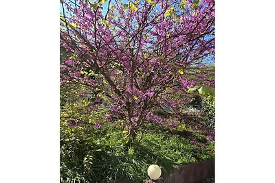 Ferienhaus Korn am Bärensteig