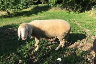 Kuća za odmor Dopust za oporavak Eisenberg