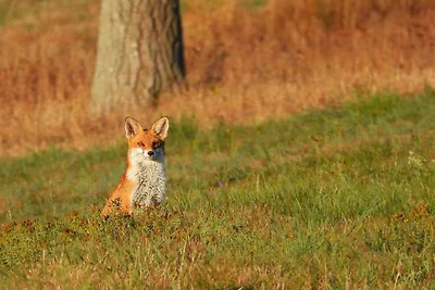Doppelhaushälfte in Hasselfelde