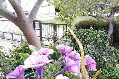 Apartments Vanja Škara Biograd - Studio Apart...