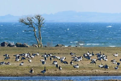 12 Personen Ferienhaus in Millinge