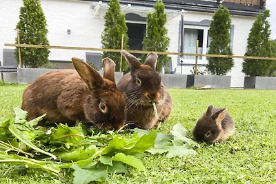 Ferienwohnung mit 3 Schlafzimmer