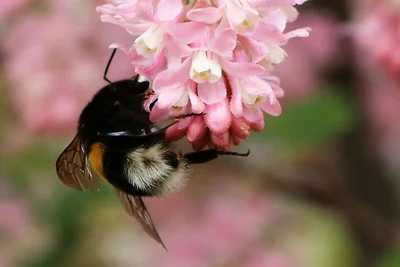 Tarnewitz in der Gutsscheune Thorstorf