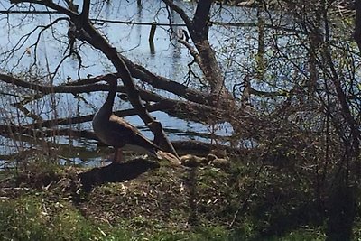 Müritz Engel Comfortabele vakantiewoning