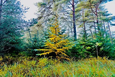 7 Personen Ferienhaus in Fjerritslev-By Traum