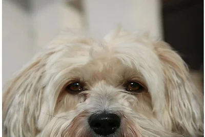 Ferienwohnung in Partschins mit Barbecue