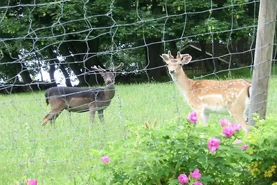Waldmünchen Tipo A 2