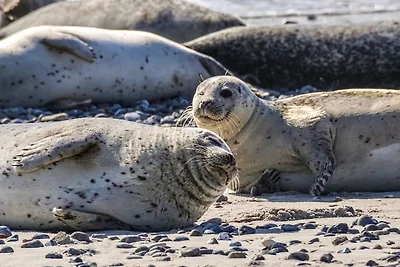 Vakantiehuis op Texel met eigen terras