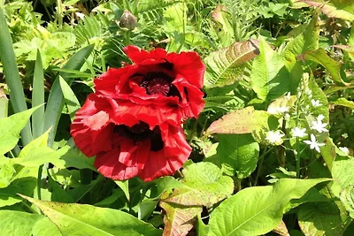 Rosengarten im Ferienhaus Carola