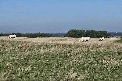 5 Sterne Ferienhaus in YSTAD