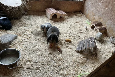 Ferienwohnung mit 2 Schlafzimmer
