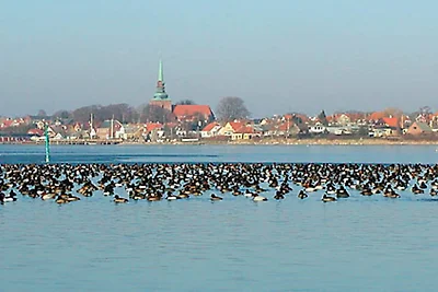 8 Personen Ferienhaus in Nysted-By Traum