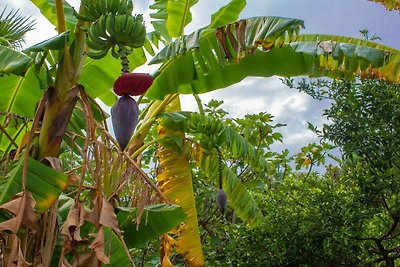 Im botanischen Garten