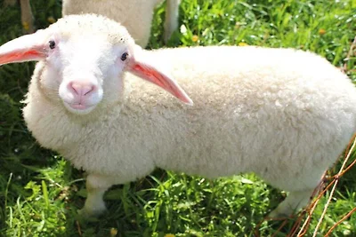 Op de Georgenhof-boerderij