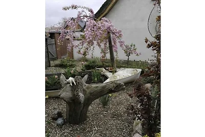 Zum Reetdachhaus am Haff " Möwennest"