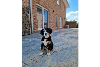 Ferienhaus Ebbe m.Hund bis 14 P.