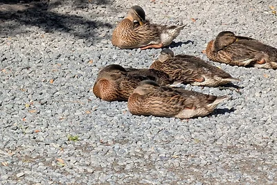 12 Personen Ferienhaus in Ebeltoft-By Traum