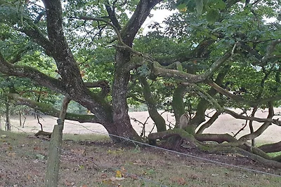 6 persone case ad Silkeborg-By Traum