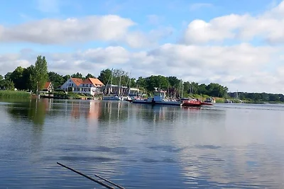 Waterküken am Bootssteg