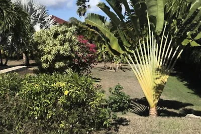 Villa sull'albero del viaggiatore