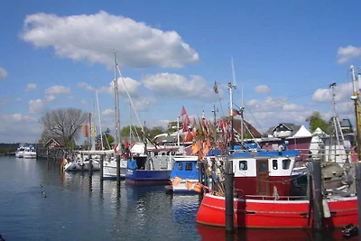 Meeuw (Meeuwennest Scharbeutz)