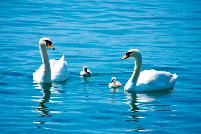 Casa vacanze a Loosdrecht con terrazza