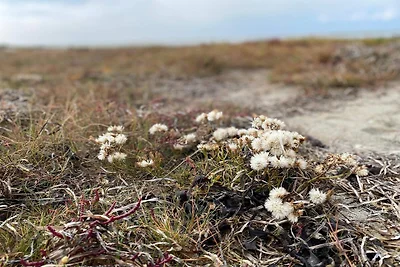 Kustenflucht in Laeso -- By Traum...