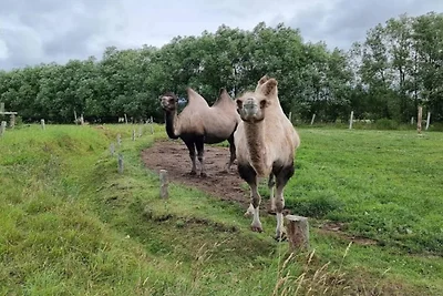 4 Personen Ferienhaus in Grevinge-By Traum