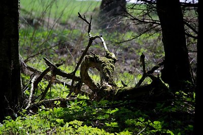 Doppelhaushälfte in Hasselfelde