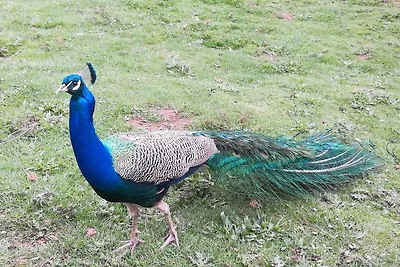 Wohnung in Silbecke mit Pool und Wald