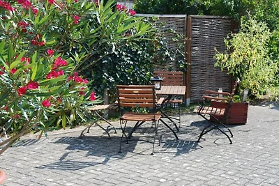 Gabbiano comune nella Haus Glückauf