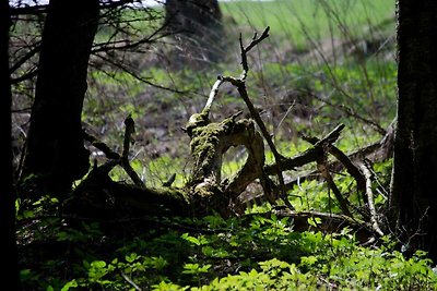 Doppelhaushälfte in Hasselfelde