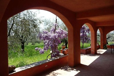 Oliveto Lago di Bolsena