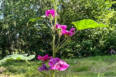 4 Personen Ferienhaus in ADELSÖ
