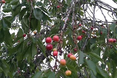 5 Personen Ferienhaus in ESKILSTUNA