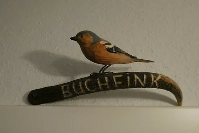 Buchfink im Haus Tanneneck