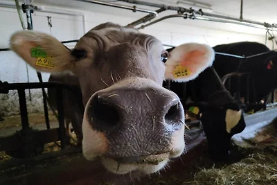 Ferienwohnung mit 2 Schlafzimmer