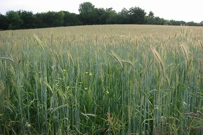 Vakantiehuis bij Bemelerberg Natuurgebied