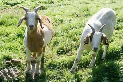 Rinkenbachhof Rifugio moderno