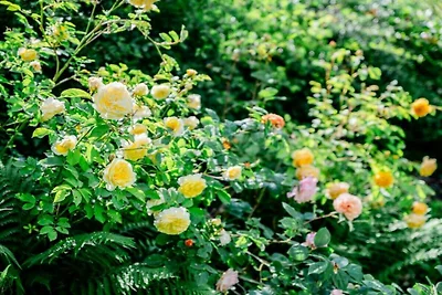 Vakantiehuis met 1 slaapkamer