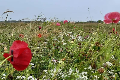 5 Personen Ferienhaus in Skagen-By Traum