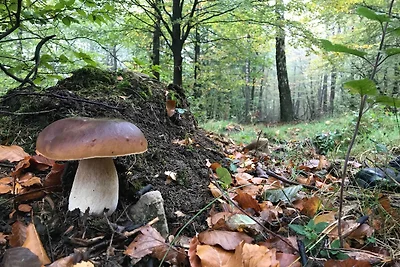 Moderna casa vacanze vicino alla foresta