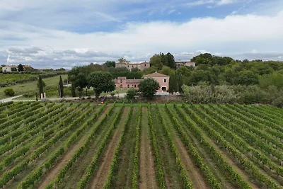 Fornace del Conte - Vigneto
